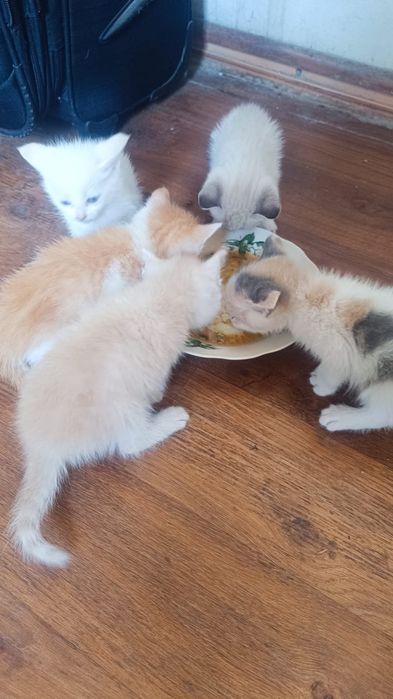 Отдам котят бесплатно