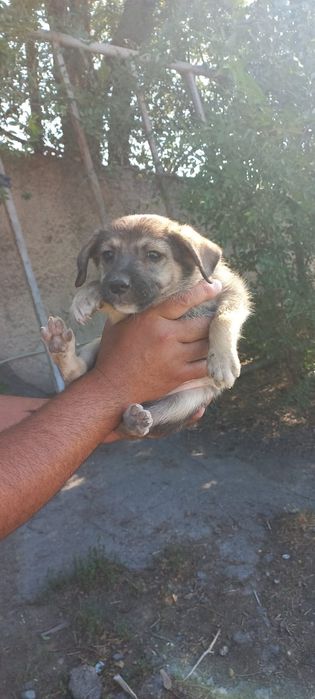 Отличные сторожевой щенки