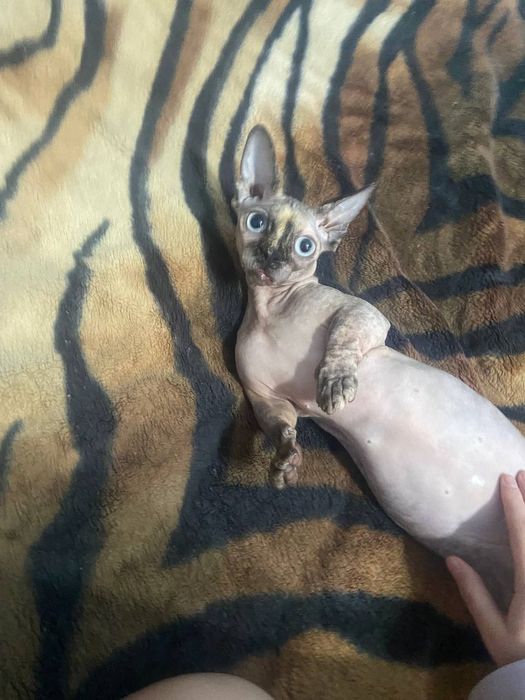 сфинкс бамбино-ласковый малыш ищет дом