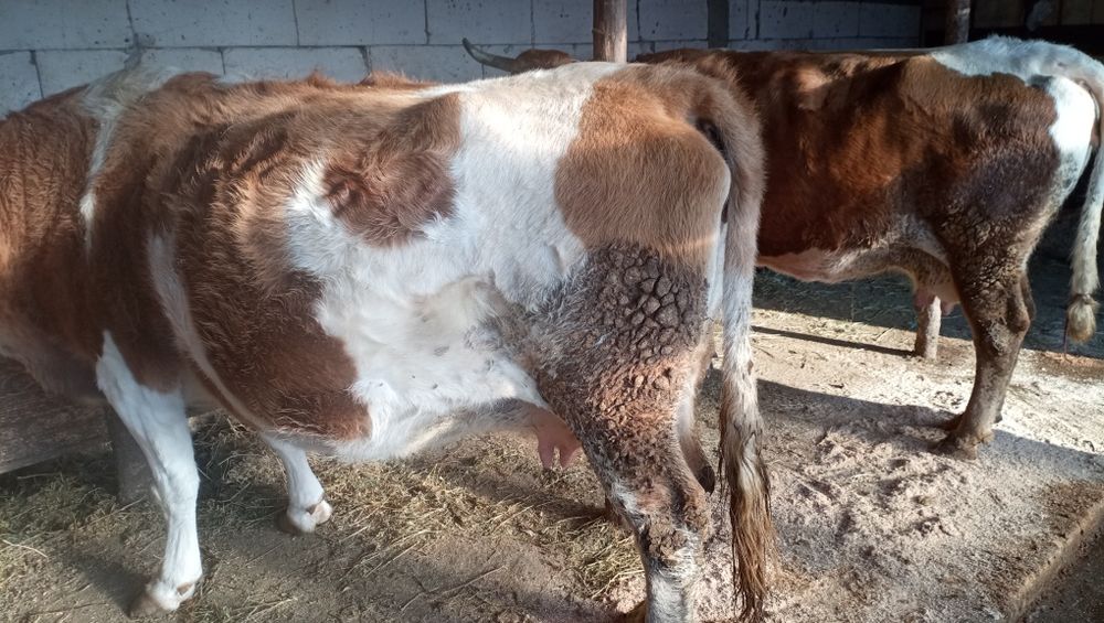 Vând vacă la alegere s-au ambele