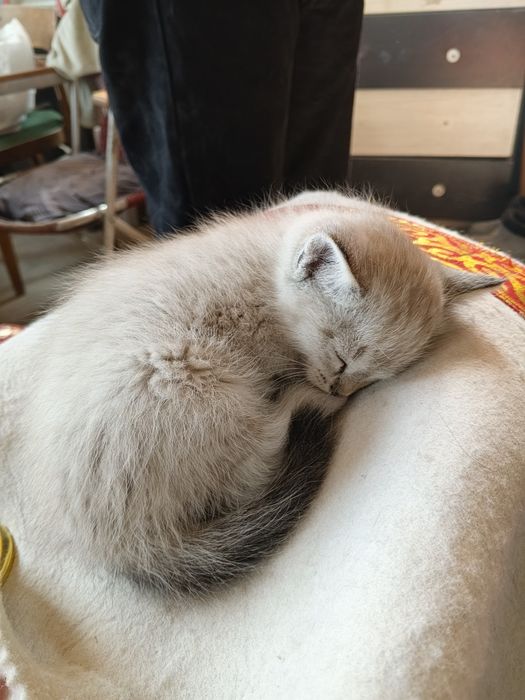 Отдам в хорошие руки