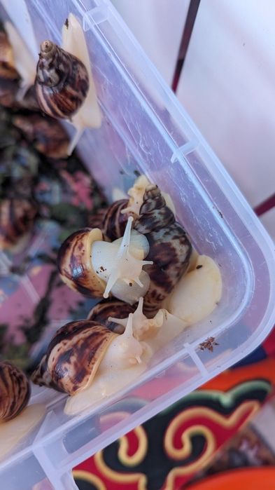 Ахатина альбинос