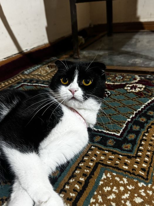 Кошка Scottish fold кошку