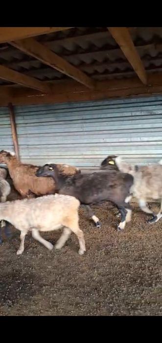 Продаю баранов кой токты