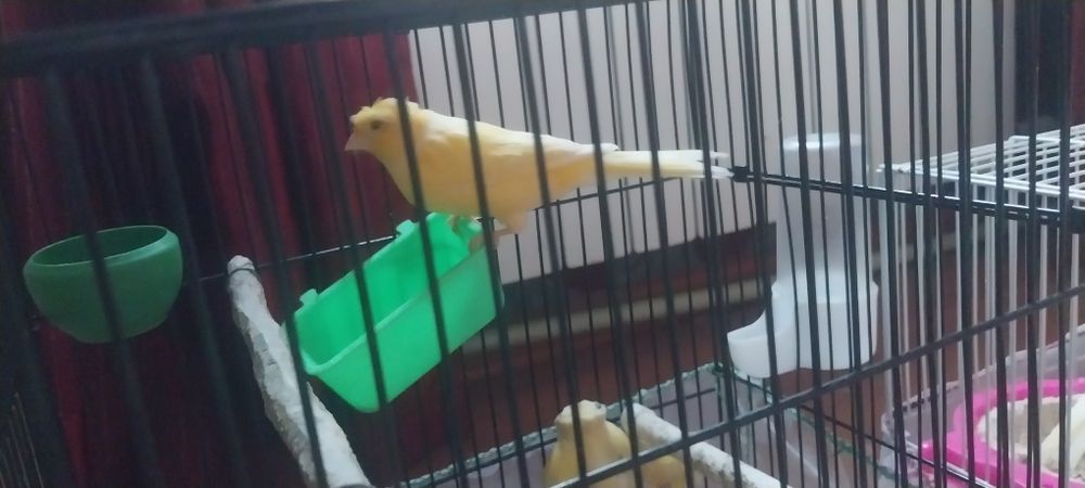 Канарейкй самка 2-шт