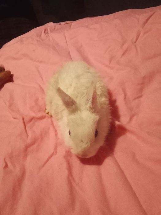 Декоративные кролики