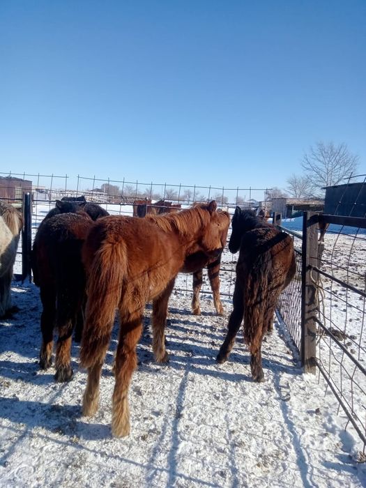 Продаются жирные тайчики