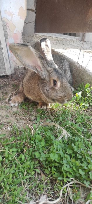 Крольчата, кролики