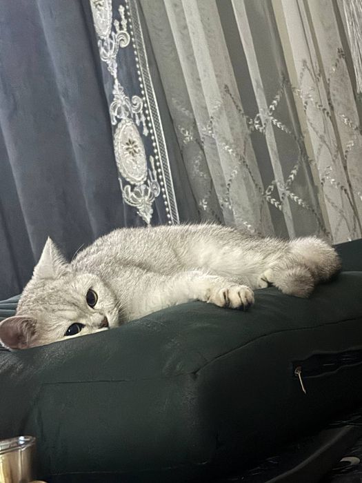 Британский шиншилла 2йош кизбола