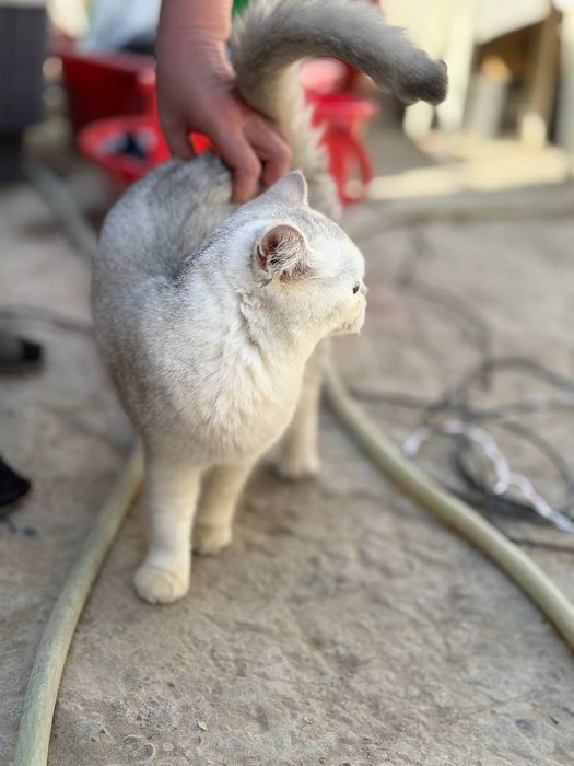 Британка девочка полтора годика не рожавшая