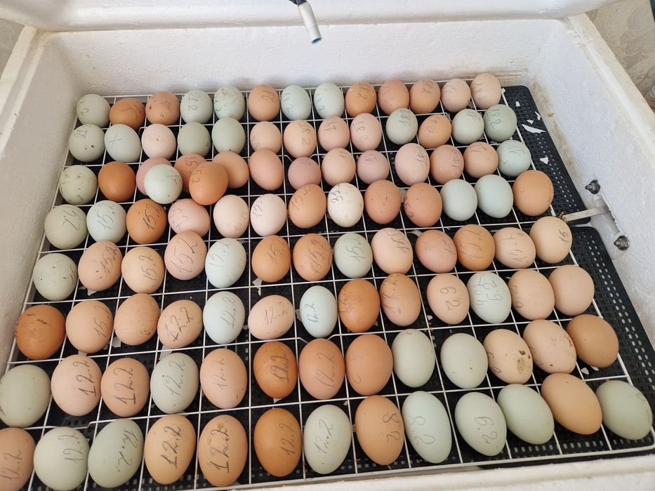 Продам цыплят,утят,гусят.