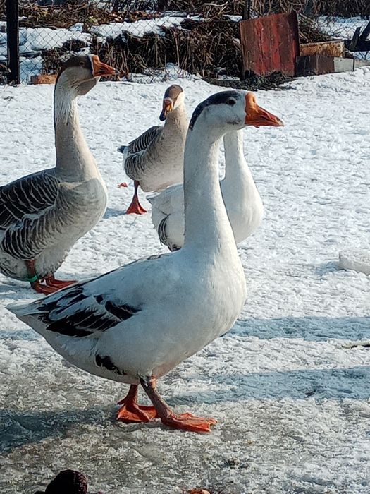 Продам молодых гусей