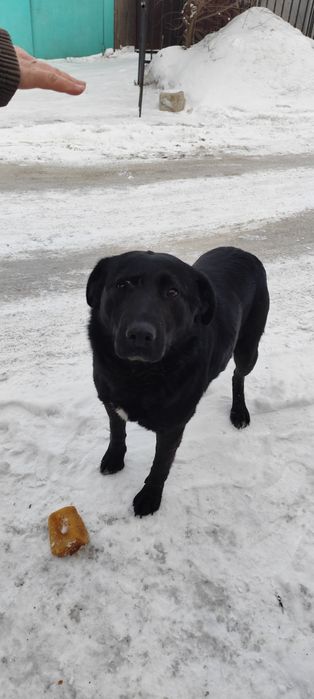 Собака большая, пёс, мальчик