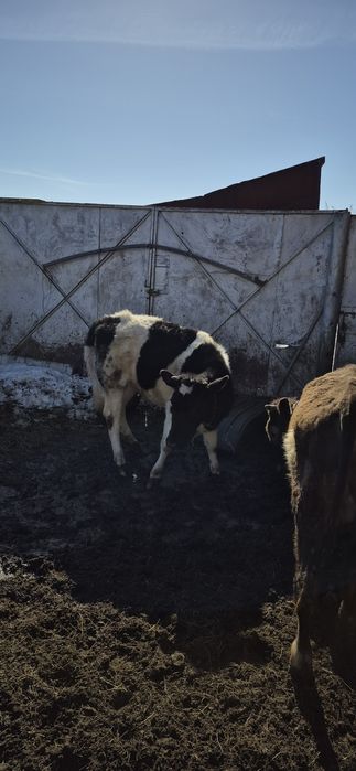 Продам телочку годовалую