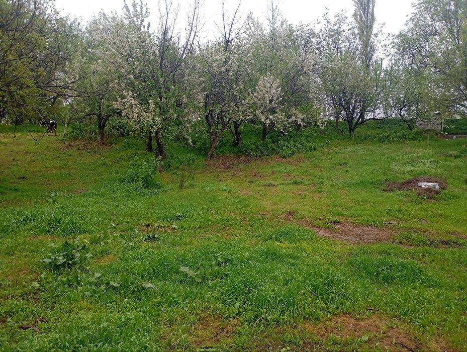 Паркент, Сукок йули Коракалпок. 20 сотых.