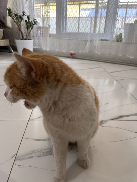 Отдам в хорошие руки кошку