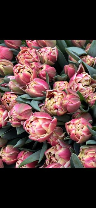 Продам тюльпаны оптом или в розницу