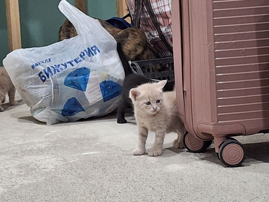 Отдам котят в добрые руки