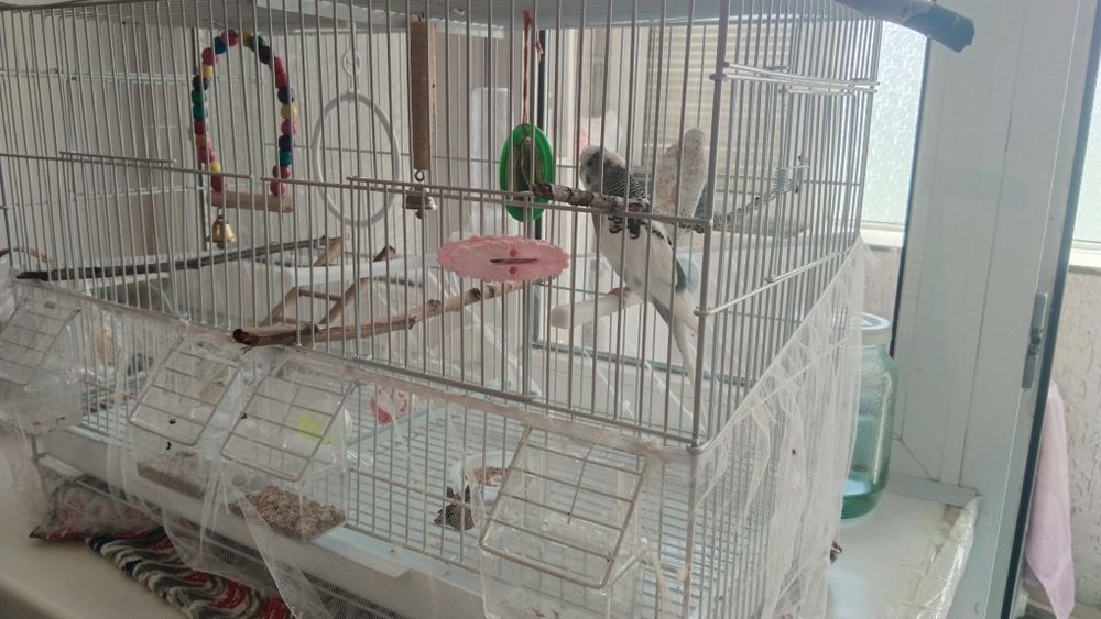 Продам игривого милого попугайчика
