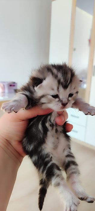 Бронь шотландских котят