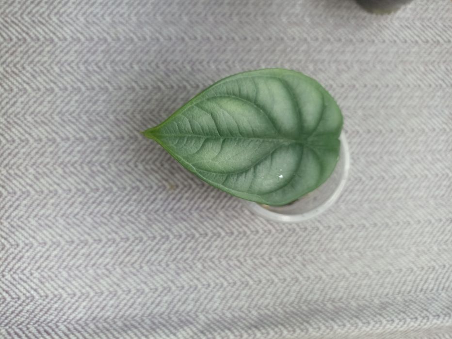 Продаются разные Алоказии