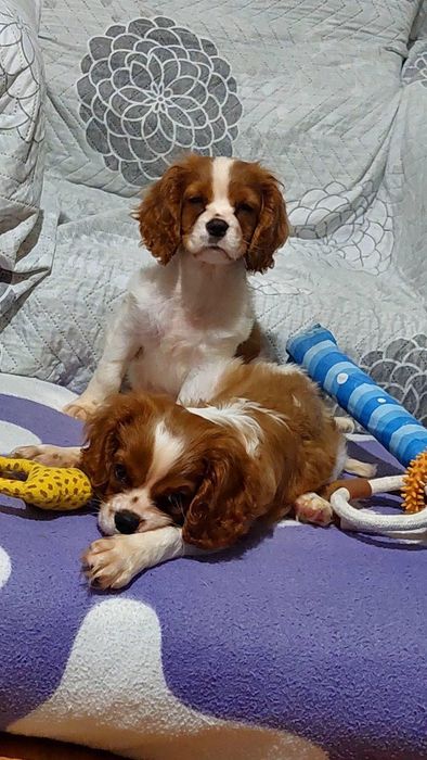 Малки сладки кавалер кинг чарлз шпаньол