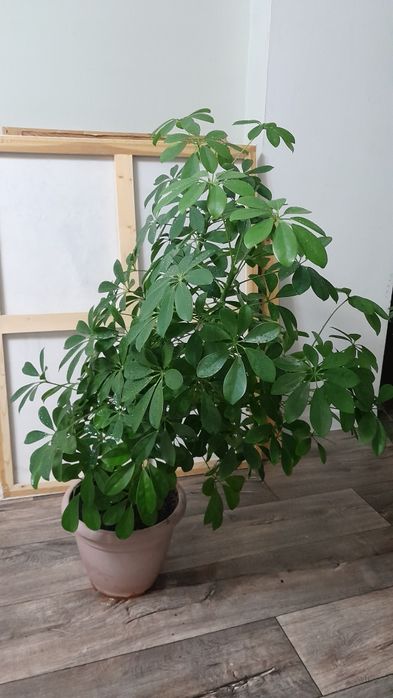 Шеффлера крупное растение