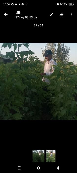 Бодом кучатлари,