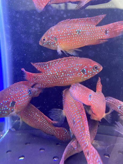 Хромис красавец (Red Jewel Cichlid)