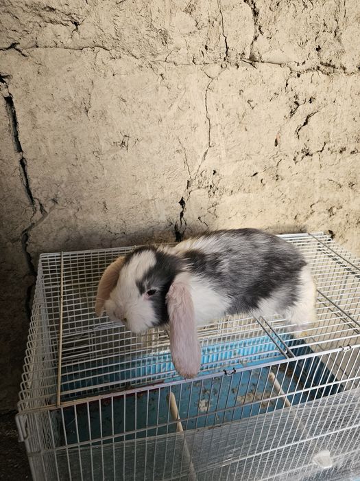 Француский баран