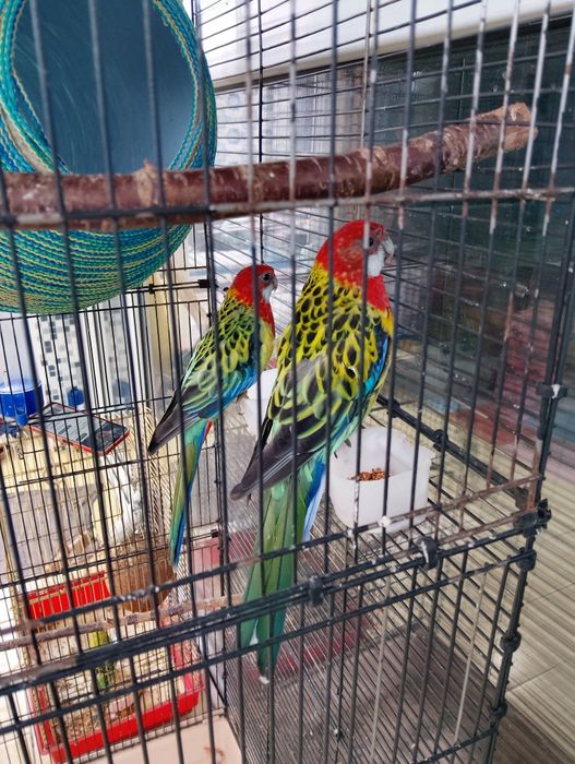 Продам Попугаев "Розела"