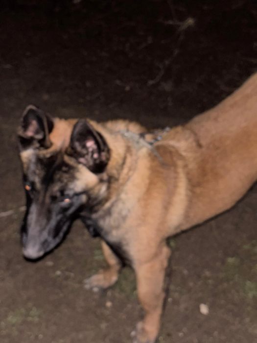 Бельгийская овчарка