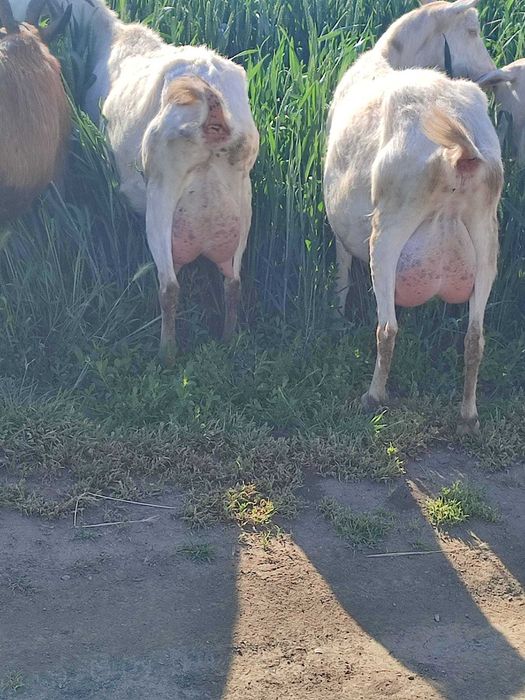 Vând 3 iede și 2 capre,  rasa Saanen
