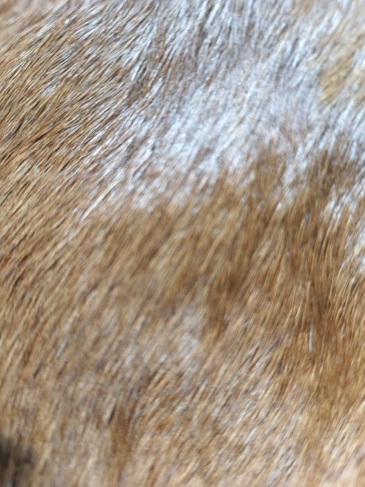 Продам Шкуру лося