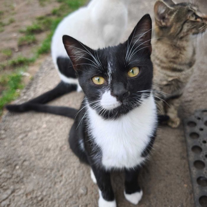 Pisicuță dorește o familie - adopție