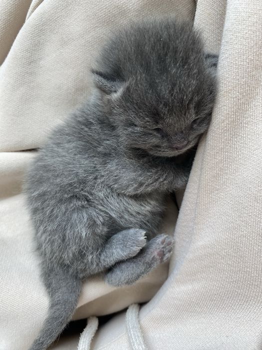 Продам кошек Алматы