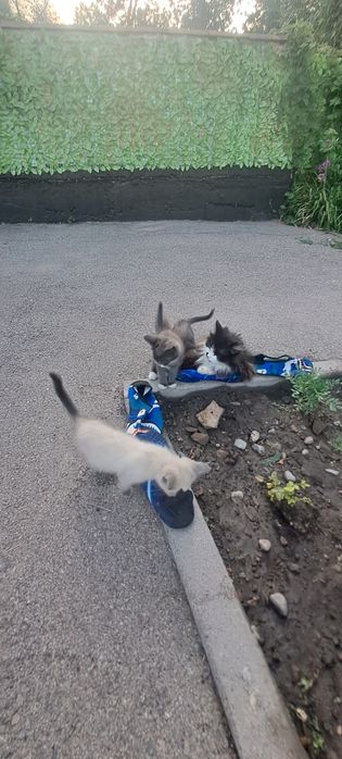 Отдам в добрые руки котять 4 шт
