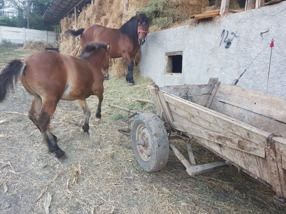 Vând mânz de 6 luni