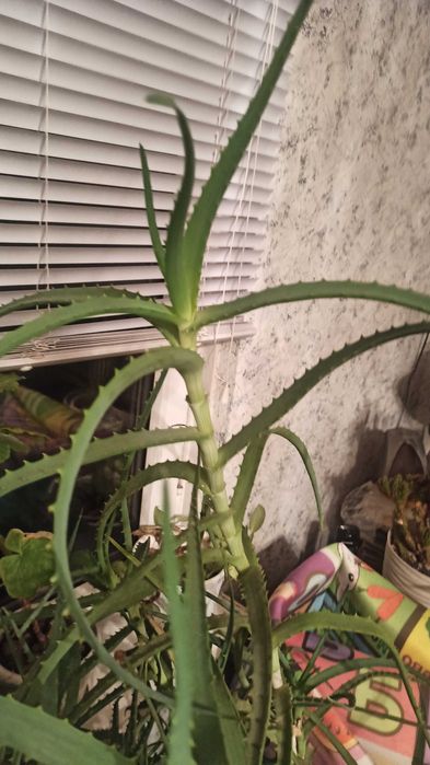 Алое - примерно 10 лет