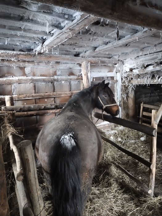 Бие сатылады, 3 ай семipтуде тур