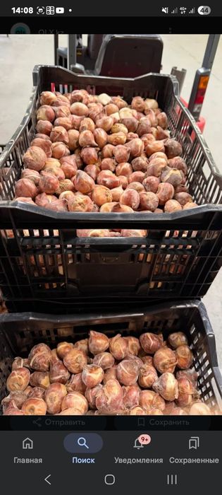 Луковицы тюльпанов