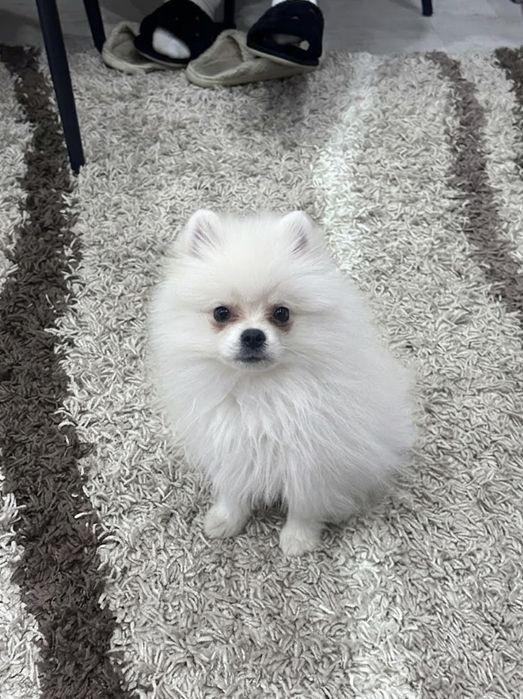 Продается померанский шпиц