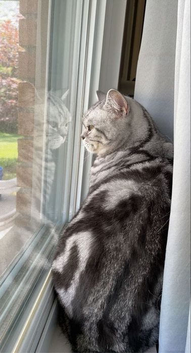 Продам шотландских котят