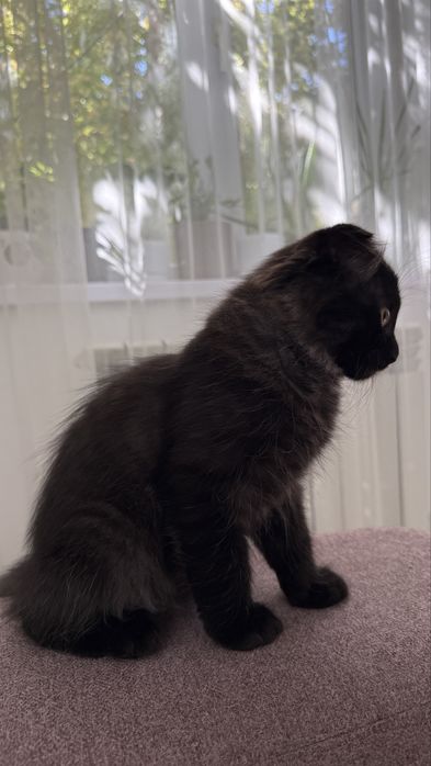 вислоухий кот мальчик 4 мес.