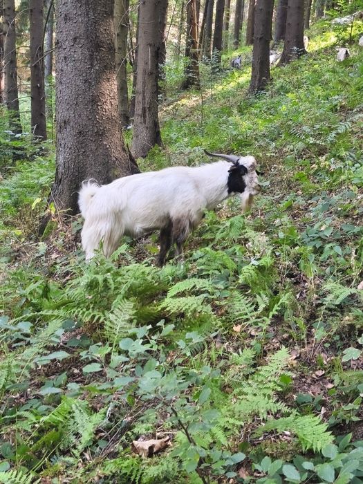 2 țăpișori de vânzare