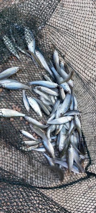 Momeală vie pentru pescuit