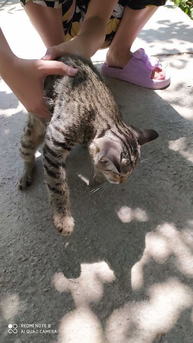 Котята домашние, отдадим в добрые руки