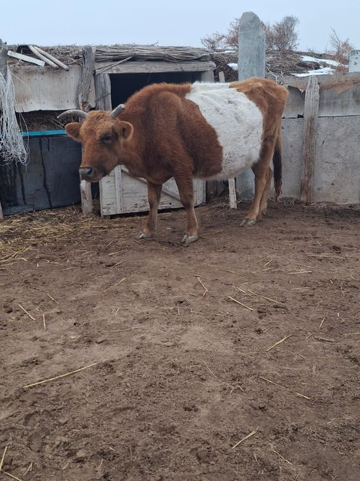 Сиыр,қашар,баспақтар саудасы бар