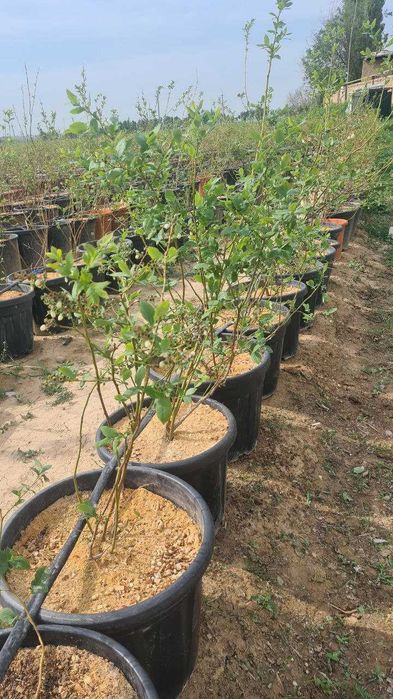 Голубика кучатлари сотувда