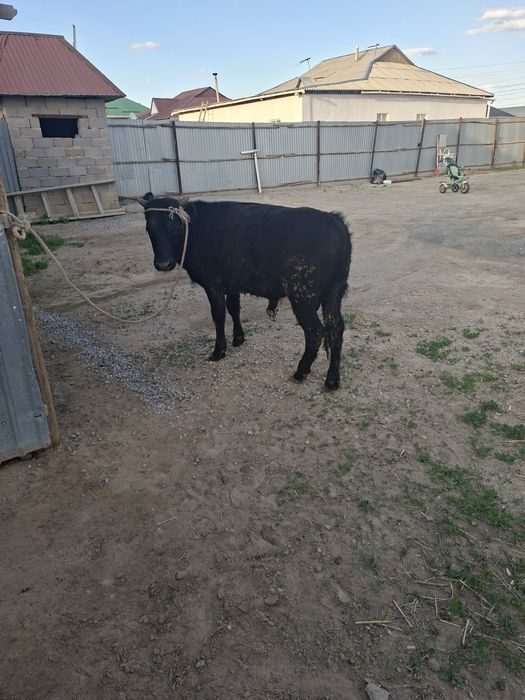 1 жасар баспак еркек